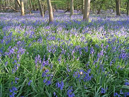 The Bluebells in Blake's Wood
