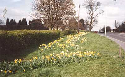 Spring daffodils opposite above photograph.