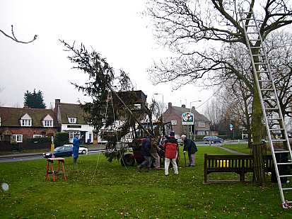 Robin lifting 
             the tree into position.