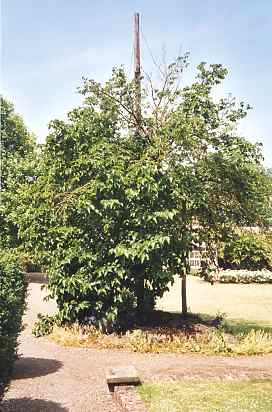 Mulberry Tree in the Commissioner's Garden