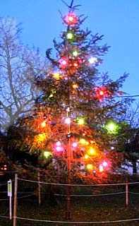 Lights on the new tree.