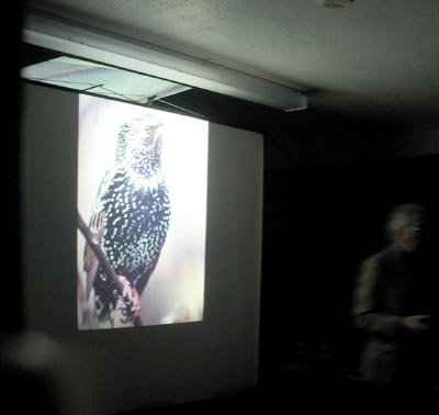 Mike Logan-Wood & picture of a Starling