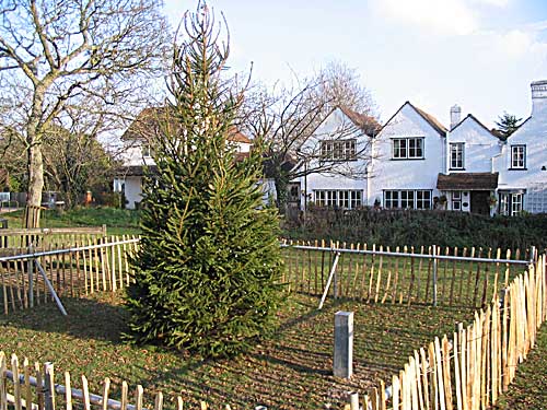 Christmas Tree at Eves Corner - Dec 2007