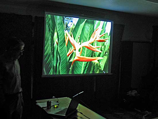 A Bird of Paradise flower