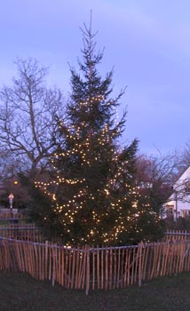 Tree in early evening