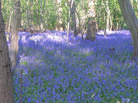 The Bluebells in Blake's Wood