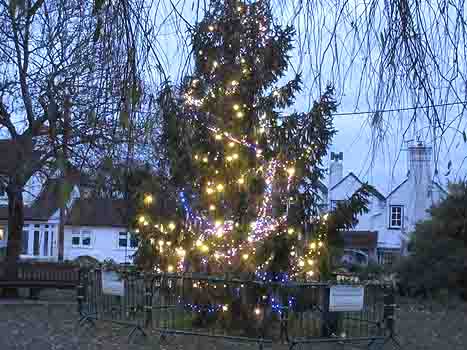 Christmas Tree at Eve's Corner