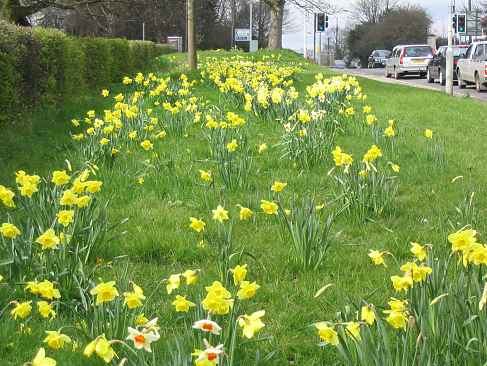 Opposite the Dentist's looking towards Chelmsford