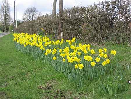 Opposite Cherry Garden Lane