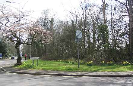 Spring daffodils opposite One Stop.