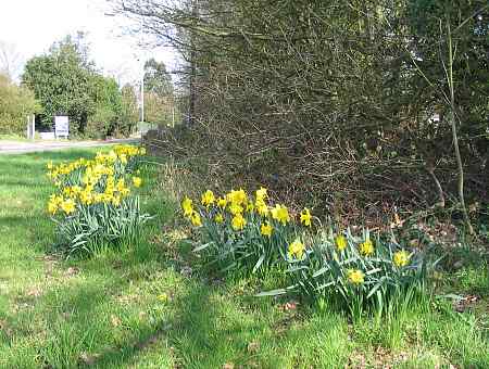Spring daffodils opposite One Stop - picture taken 9 April.