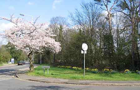 Daffodils opposite One Stop, picture taken 9 April.