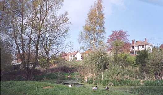 Danbury Common (8)