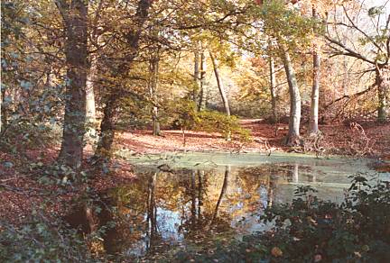 The Lakes in early Autumn (11)