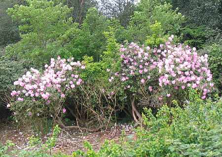 The Lakes in May 2007