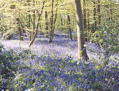 Bluebells in Blakes Wood (6)